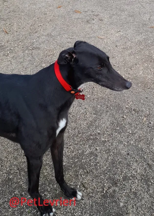Isabelle adozione levrieri greyhound 36