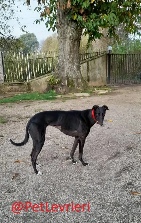 Isabelle adozione levrieri greyhound 37
