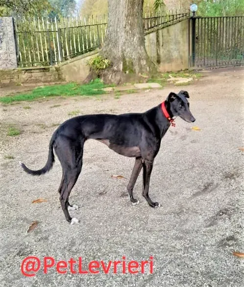 Isabelle adozione levrieri greyhound 38
