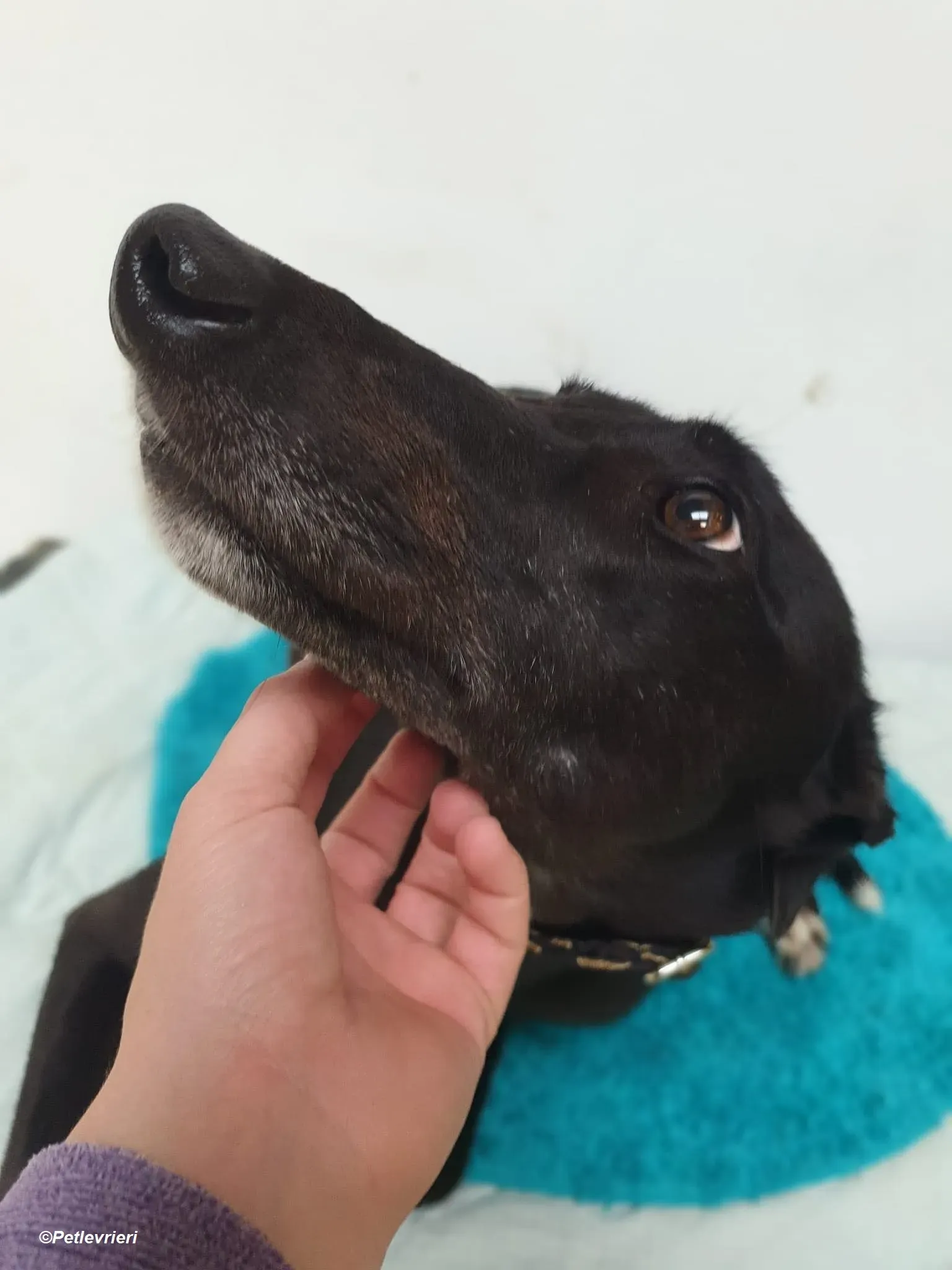 Isabelle adozione levrieri greyhound 4