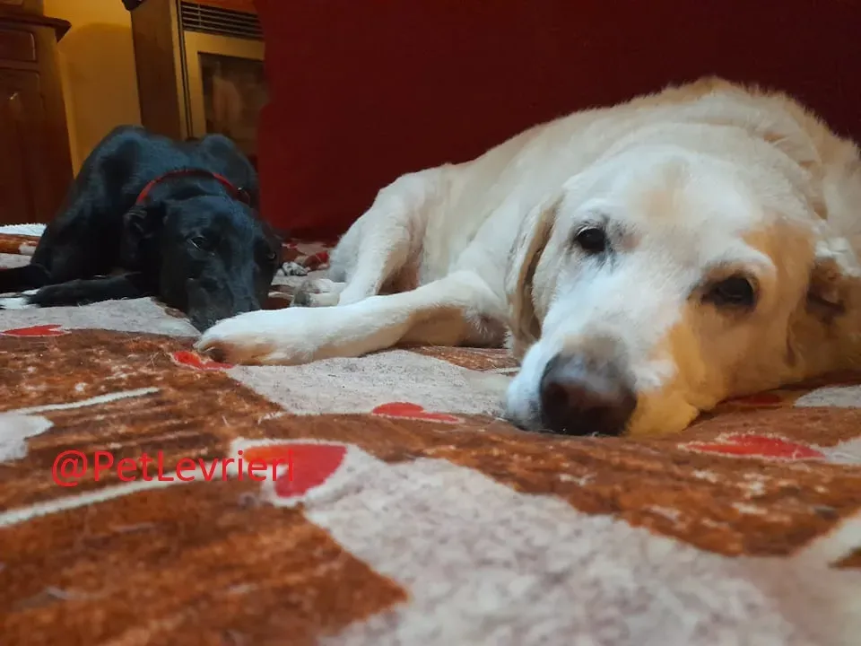 Isabelle adozione levrieri greyhound 40