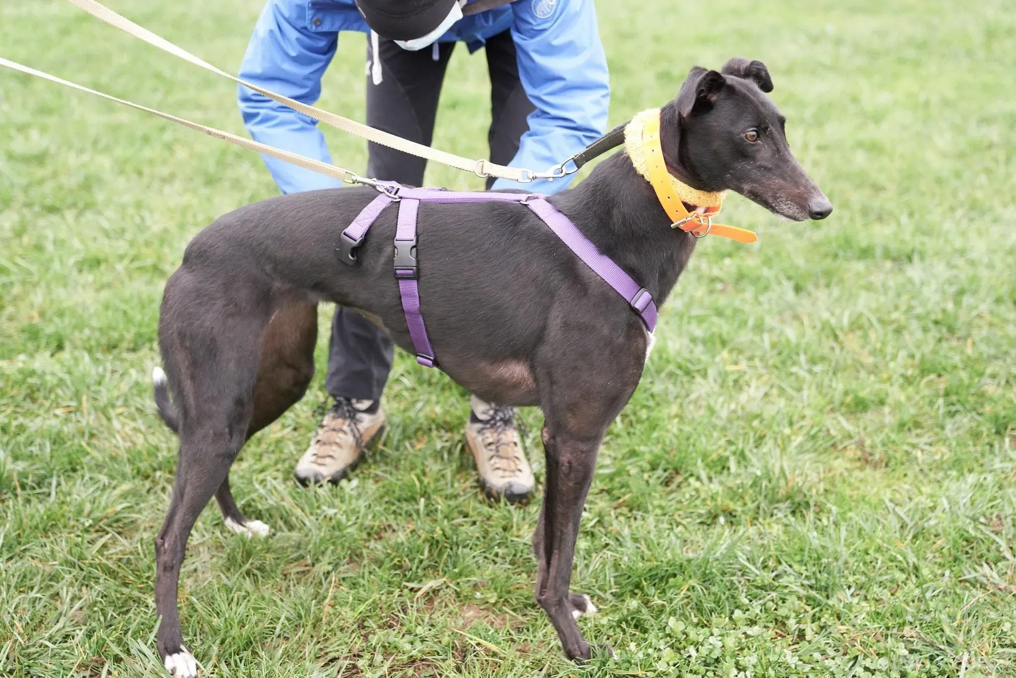 Isabelle adozione levrieri greyhound 41