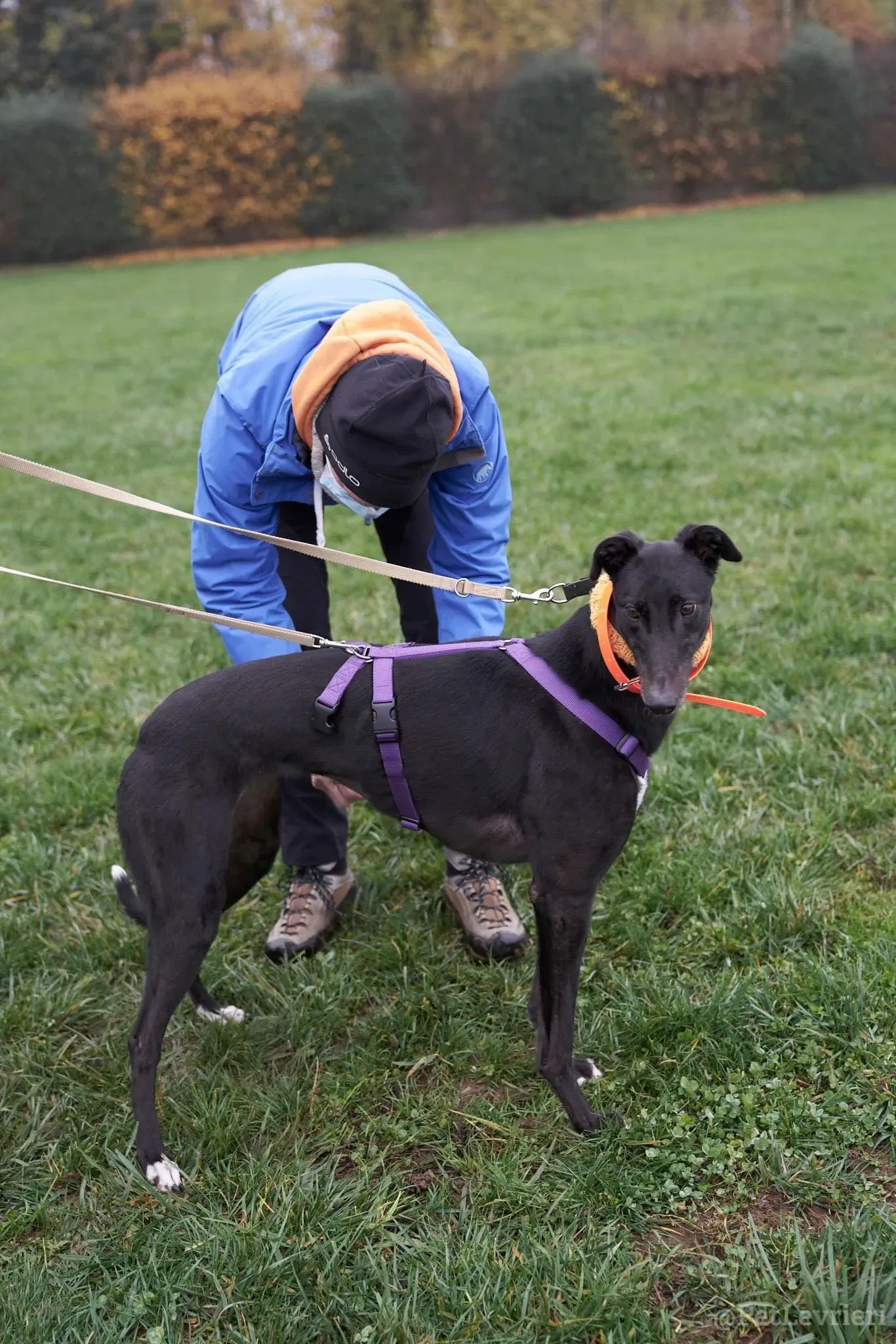 Isabelle adozione levrieri greyhound 42