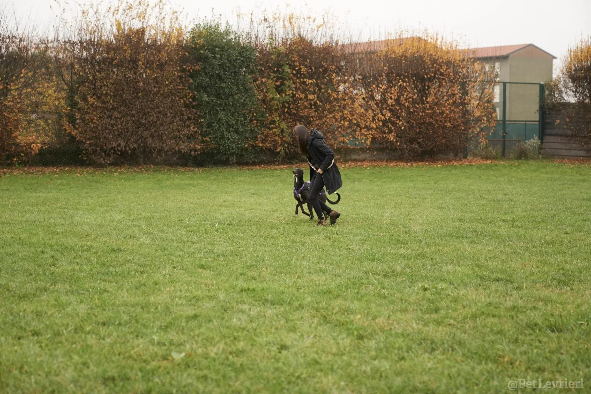 Isabelle adozione levrieri greyhound 43