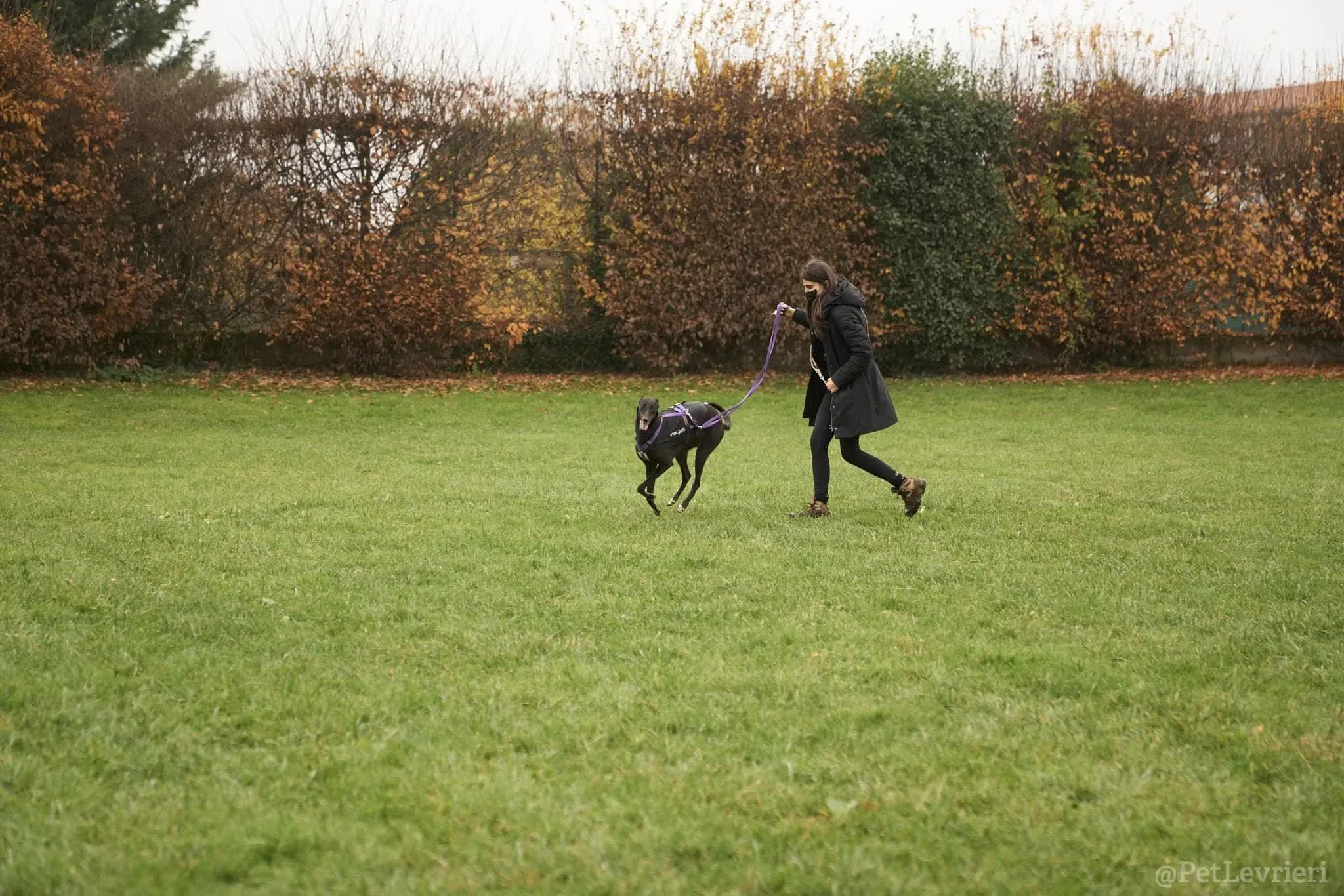 Isabelle adozione levrieri greyhound 45