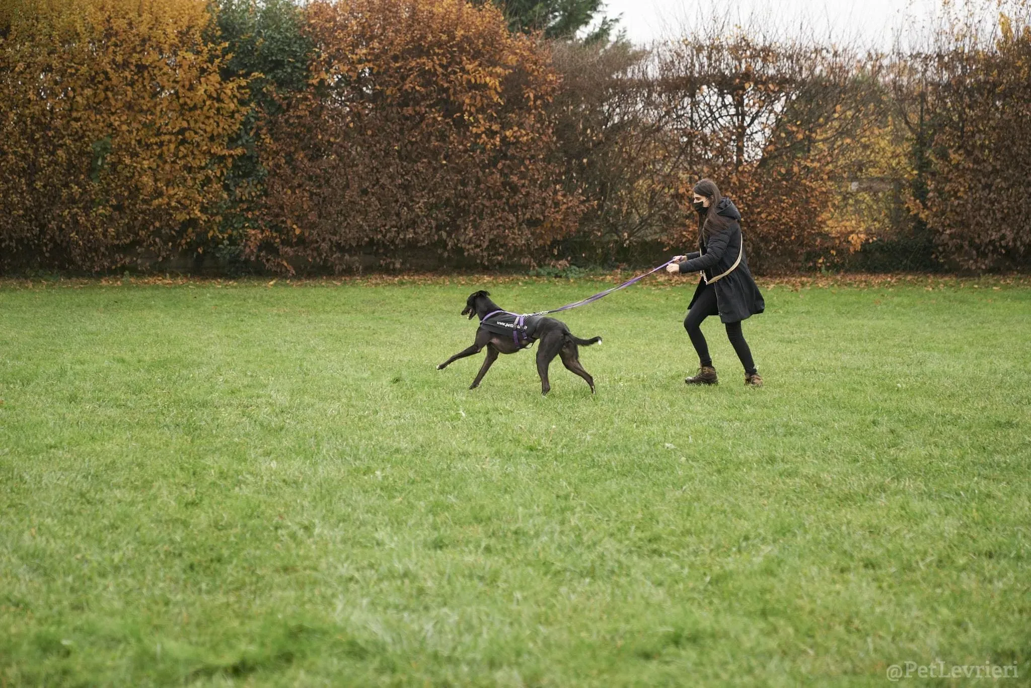 Isabelle adozione levrieri greyhound 46