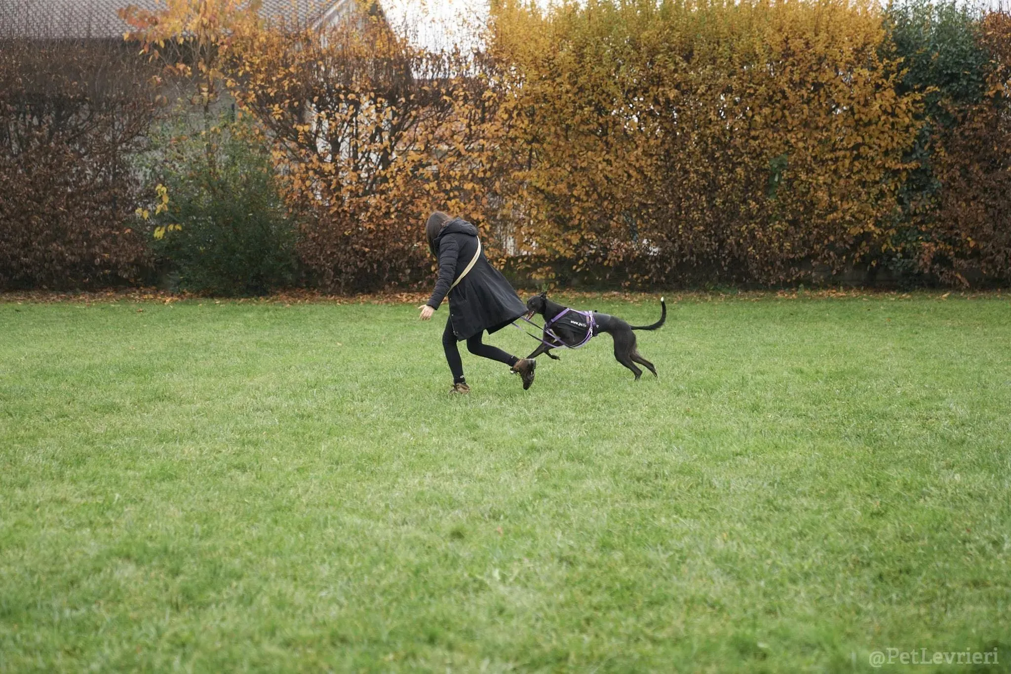 Isabelle adozione levrieri greyhound 47