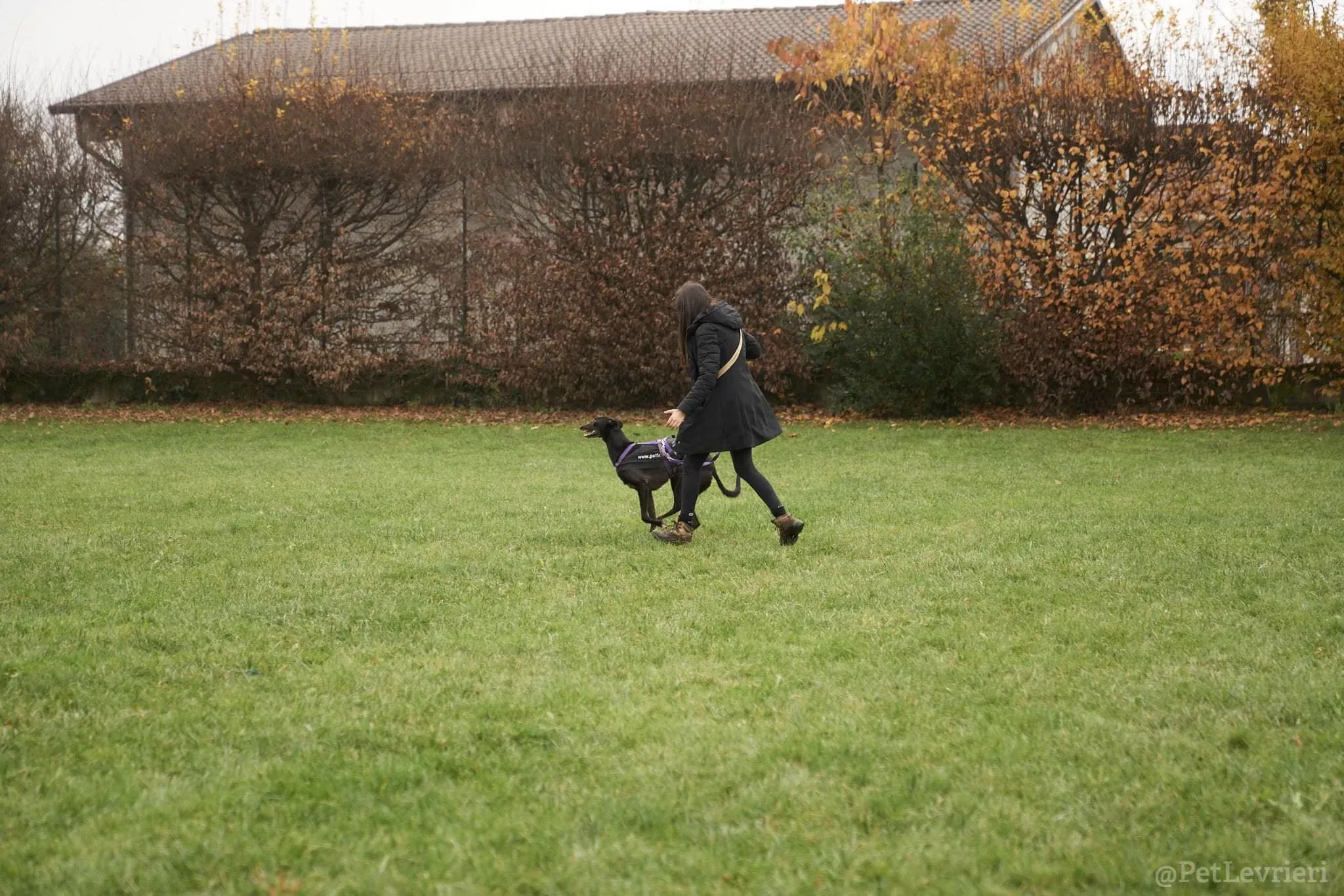 Isabelle adozione levrieri greyhound 48