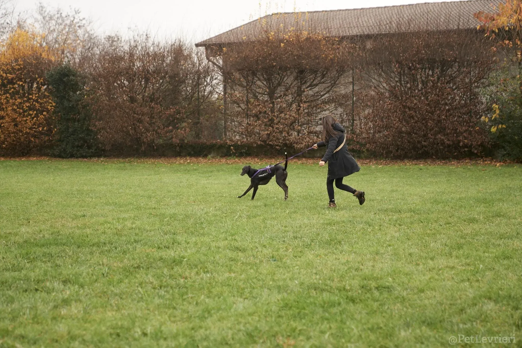 Isabelle adozione levrieri greyhound 49