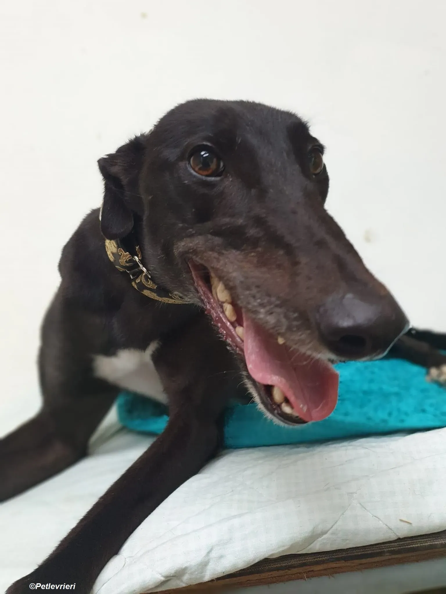 Isabelle adozione levrieri greyhound 5