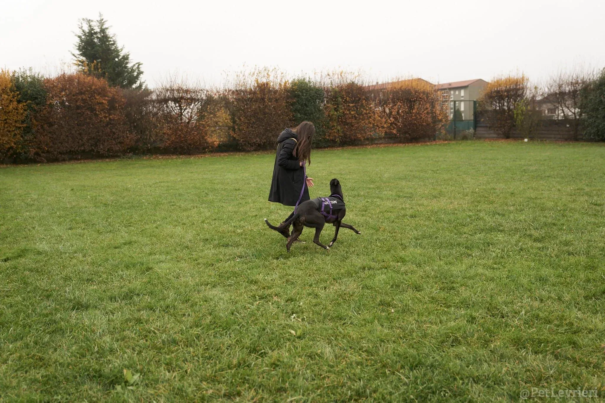 Isabelle adozione levrieri greyhound 50