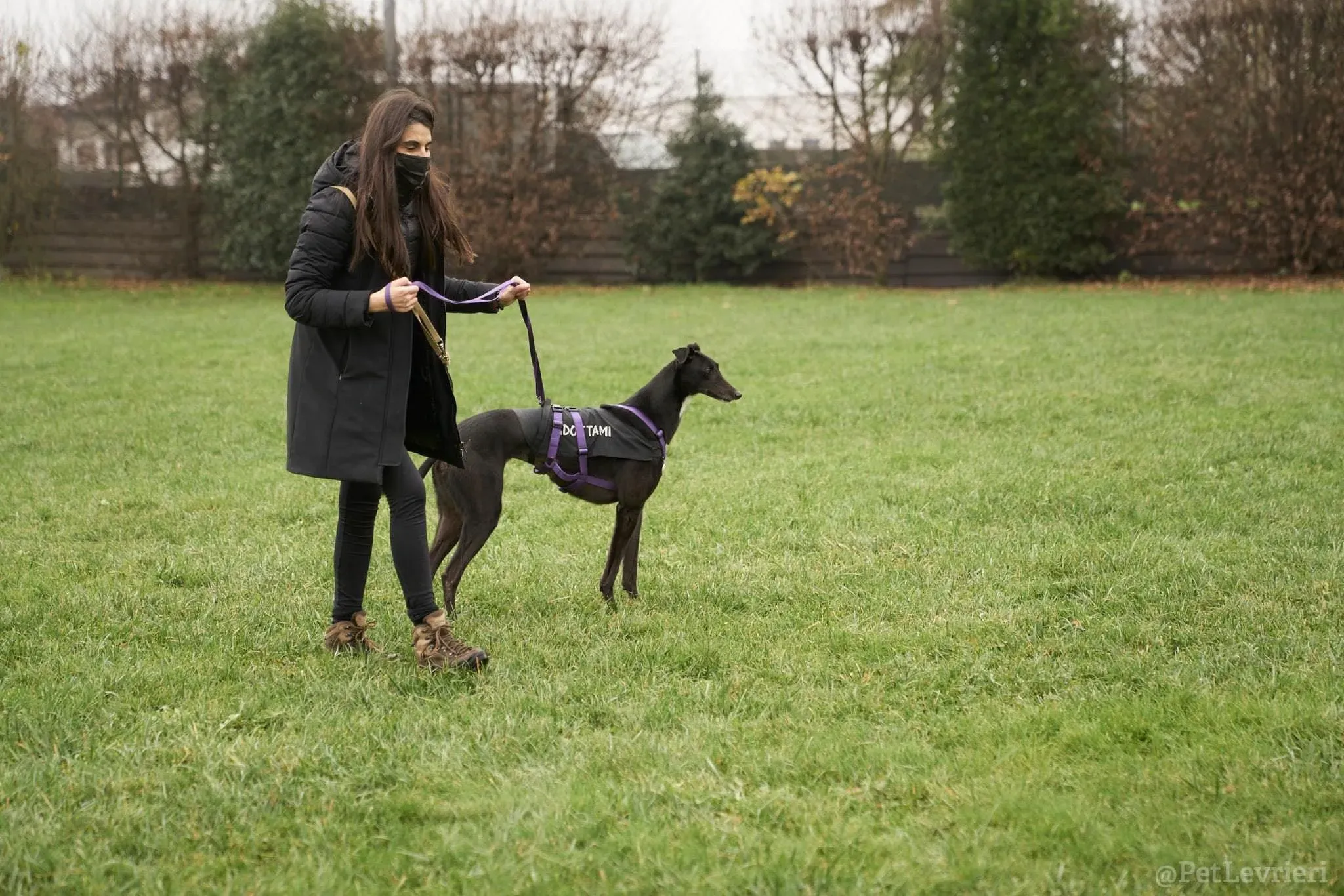 Isabelle adozione levrieri greyhound 51