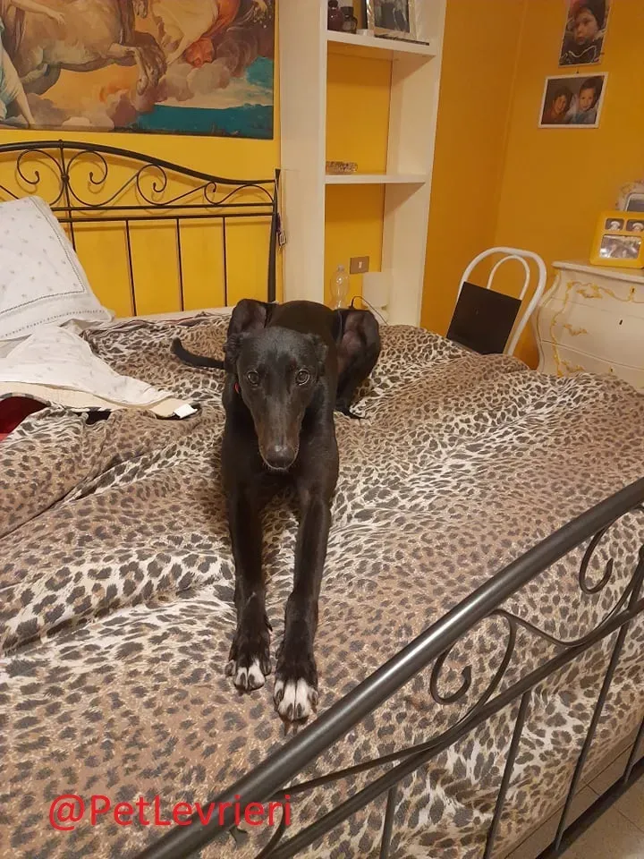 Isabelle adozione levrieri greyhound 52