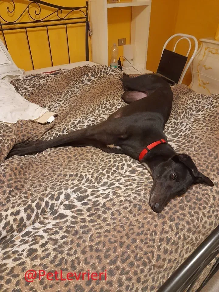Isabelle adozione levrieri greyhound 53