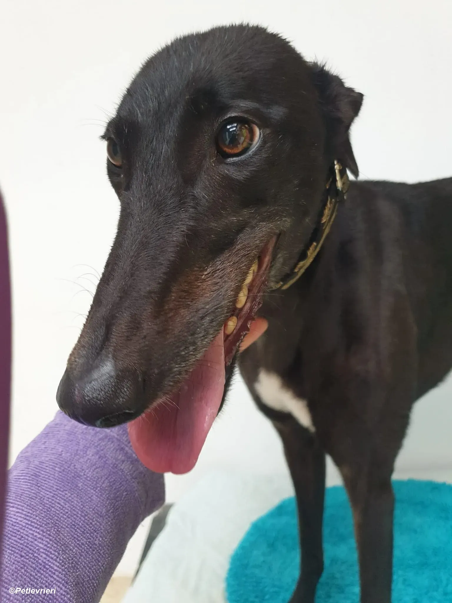 Isabelle adozione levrieri greyhound 6