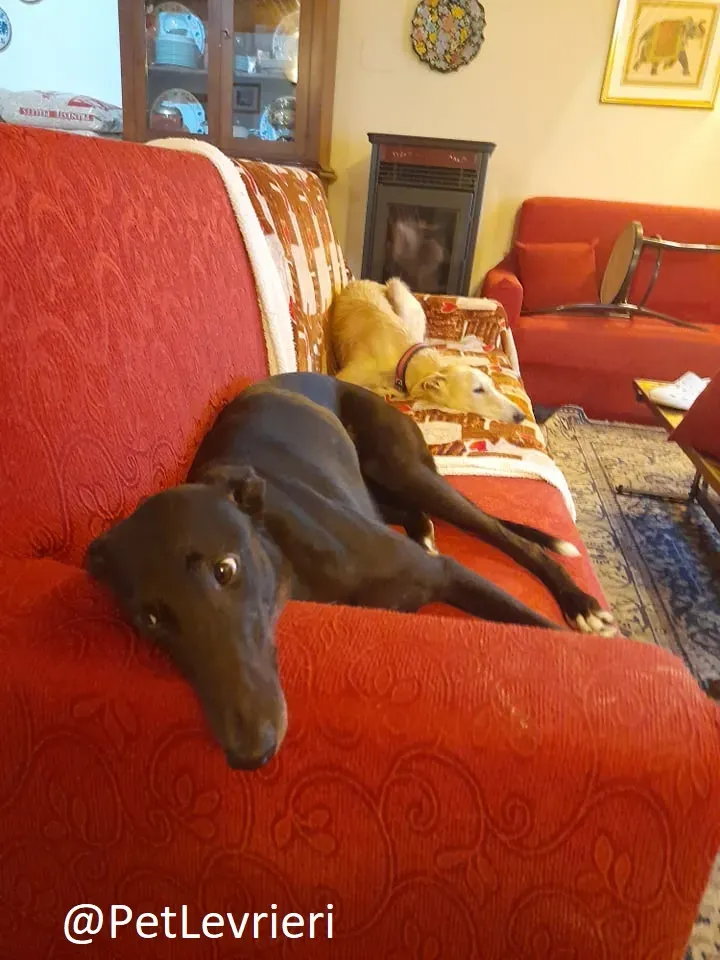 Isabelle adozione levrieri greyhound 60