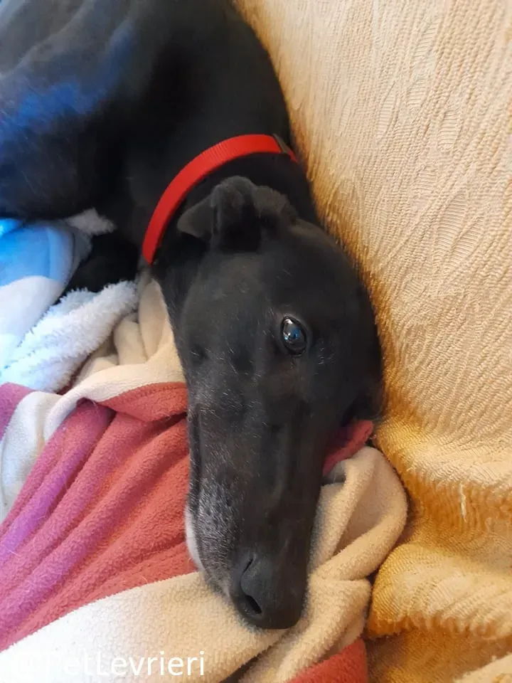 Isabelle adozione levrieri greyhound 61