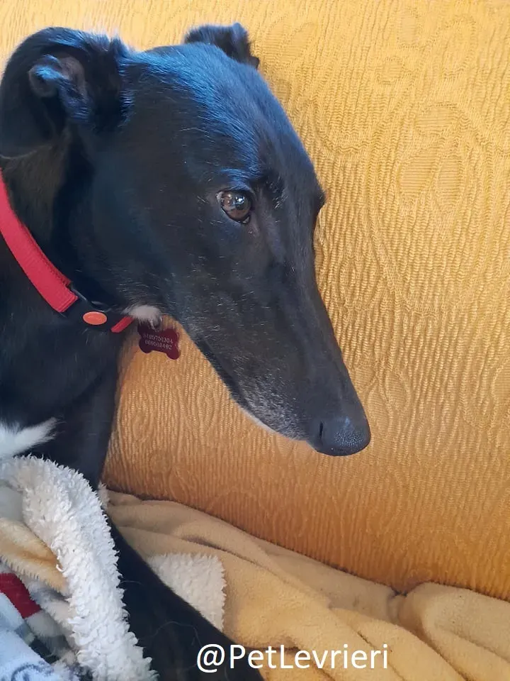 Isabelle adozione levrieri greyhound 62