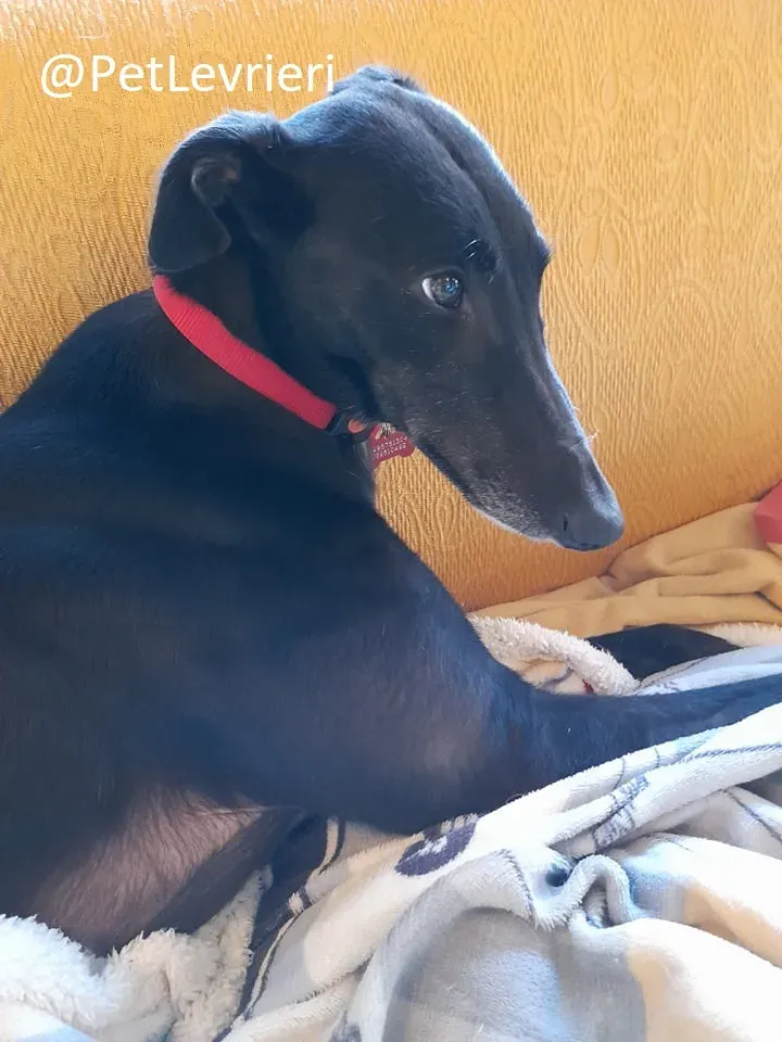 Isabelle adozione levrieri greyhound 63