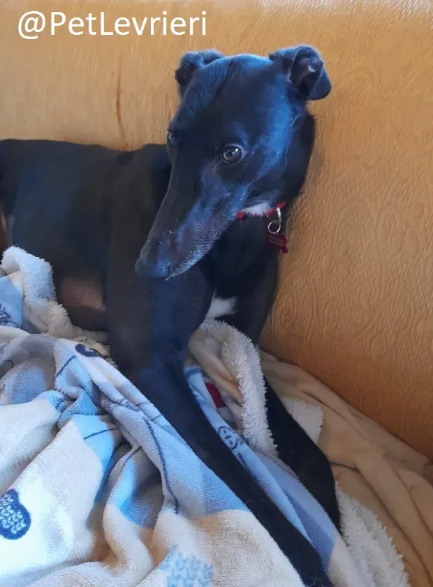 Isabelle adozione levrieri greyhound 64