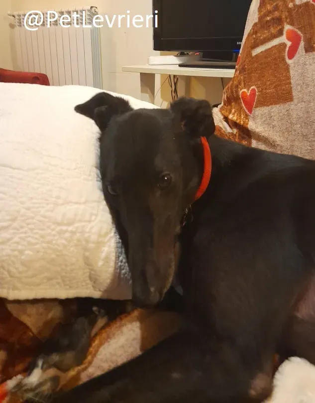 Isabelle adozione levrieri greyhound 65