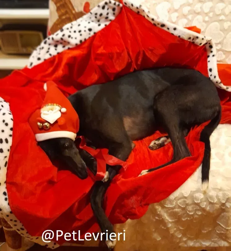 Isabelle adozione levrieri greyhound 66