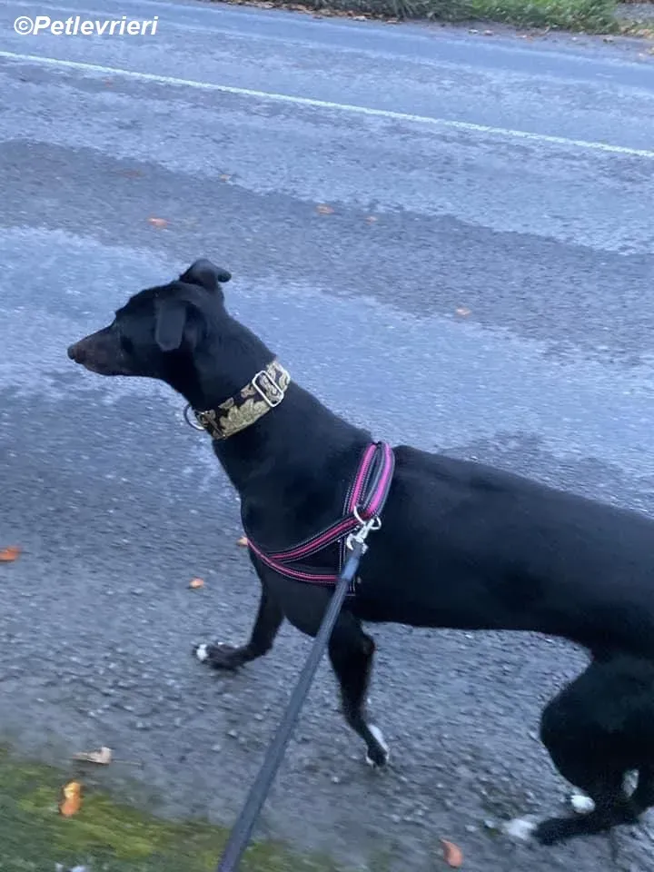 Isabelle adozione levrieri greyhound 7