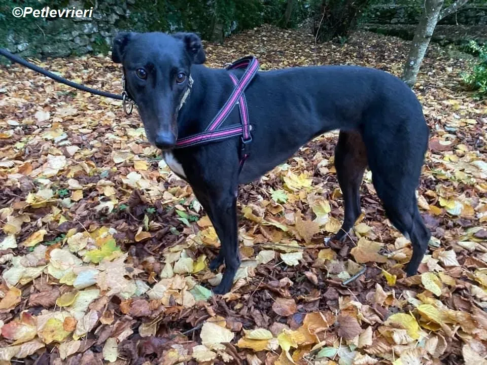Isabelle adozione levrieri greyhound 8