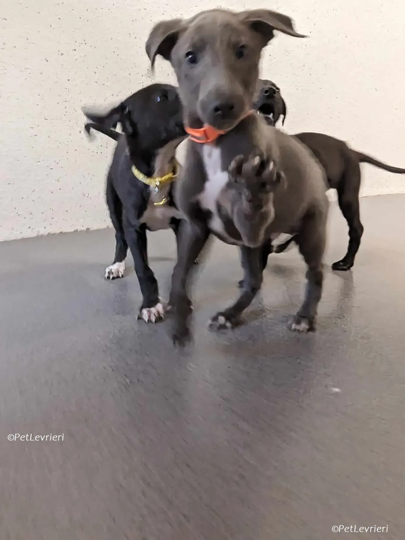 Isak adozione levrieri greyhound 0