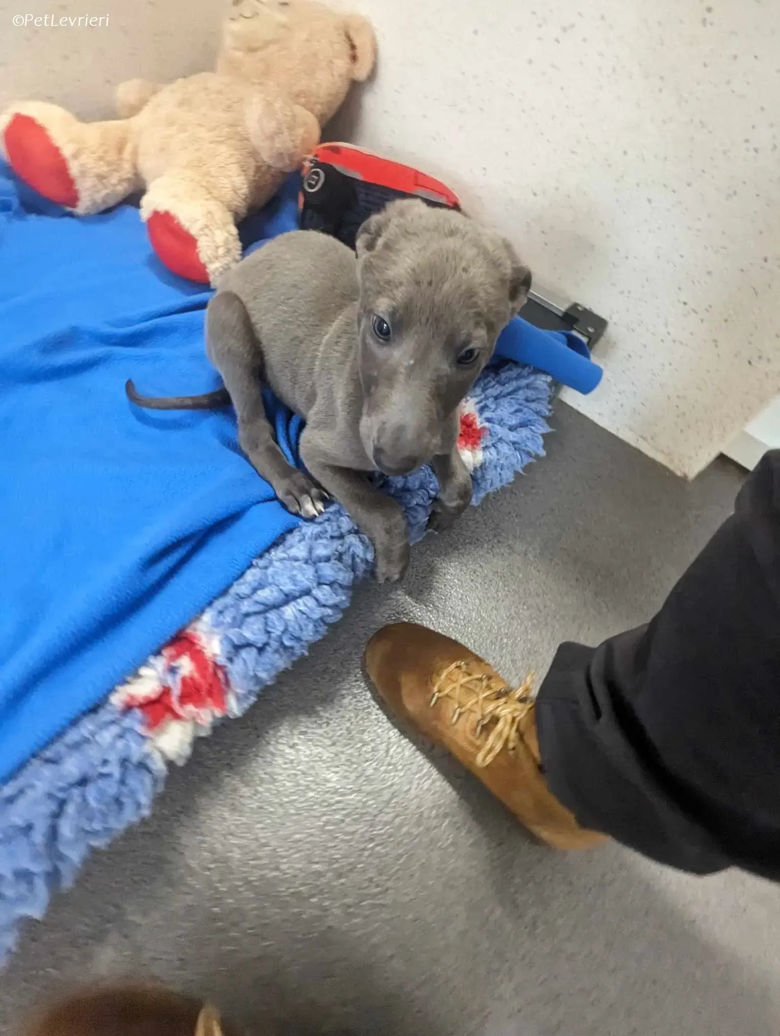 Isak adozione levrieri greyhound 1 1