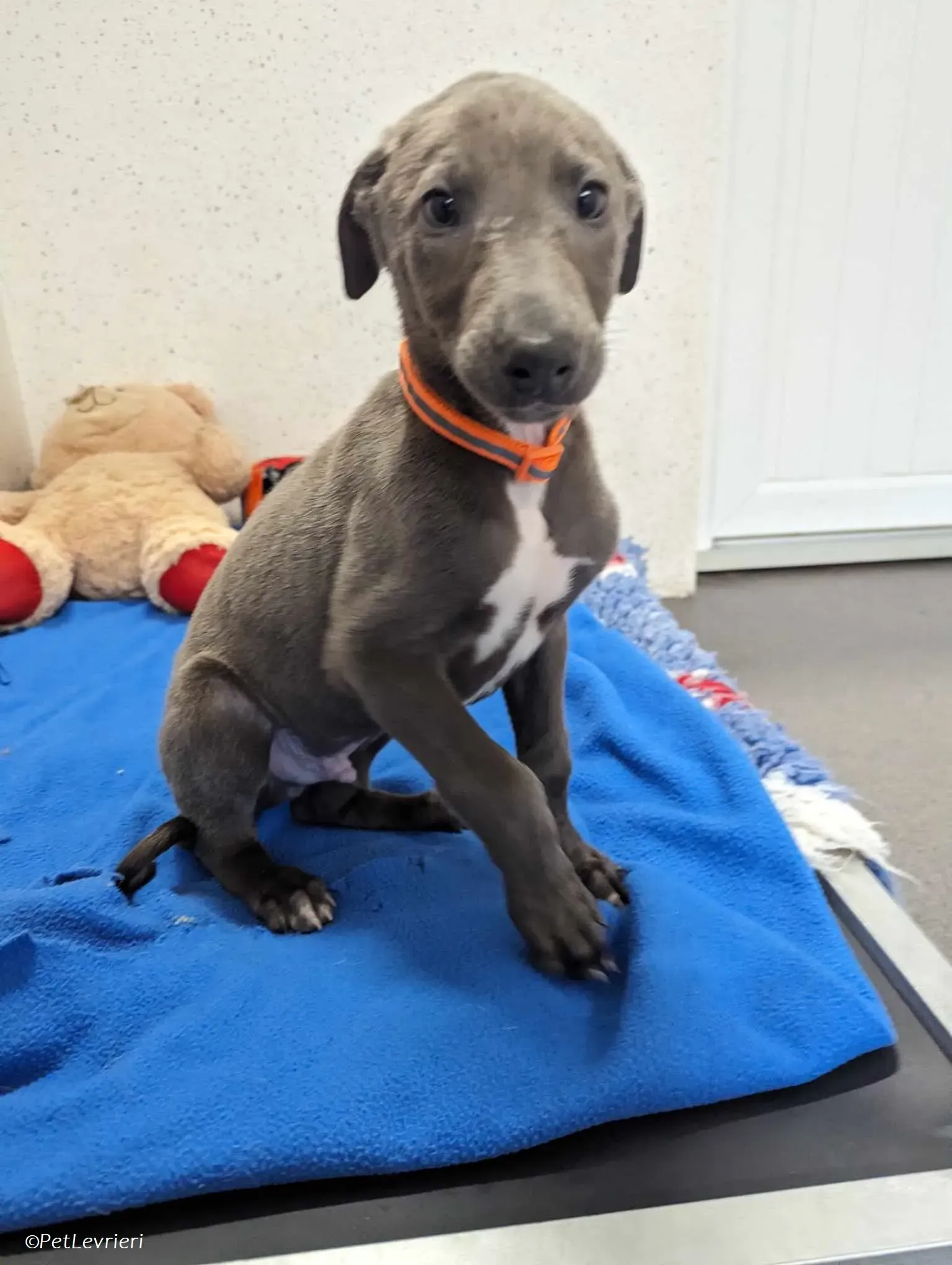 Isak adozione levrieri greyhound 10 1