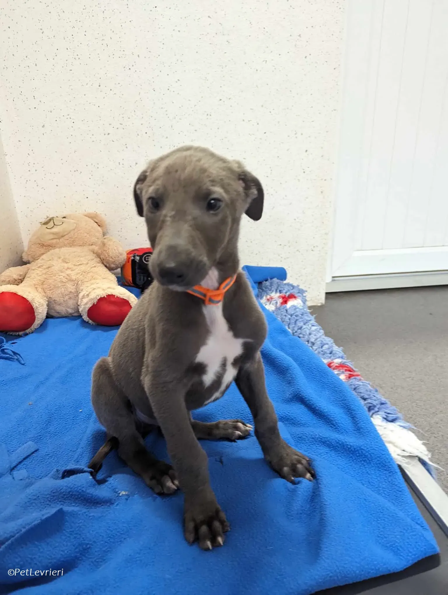 Isak adozione levrieri greyhound 11 1