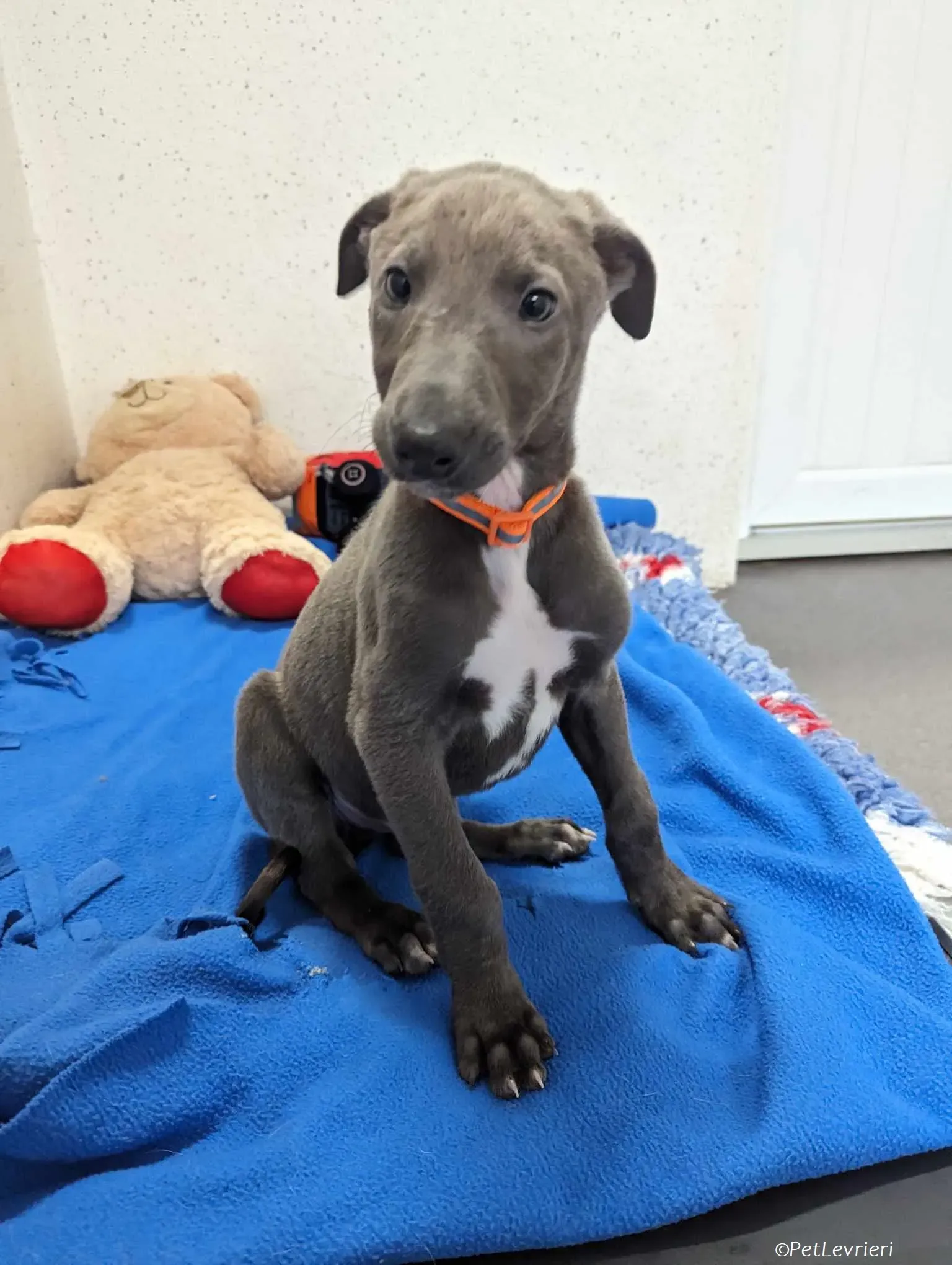 Isak adozione levrieri greyhound 12 1