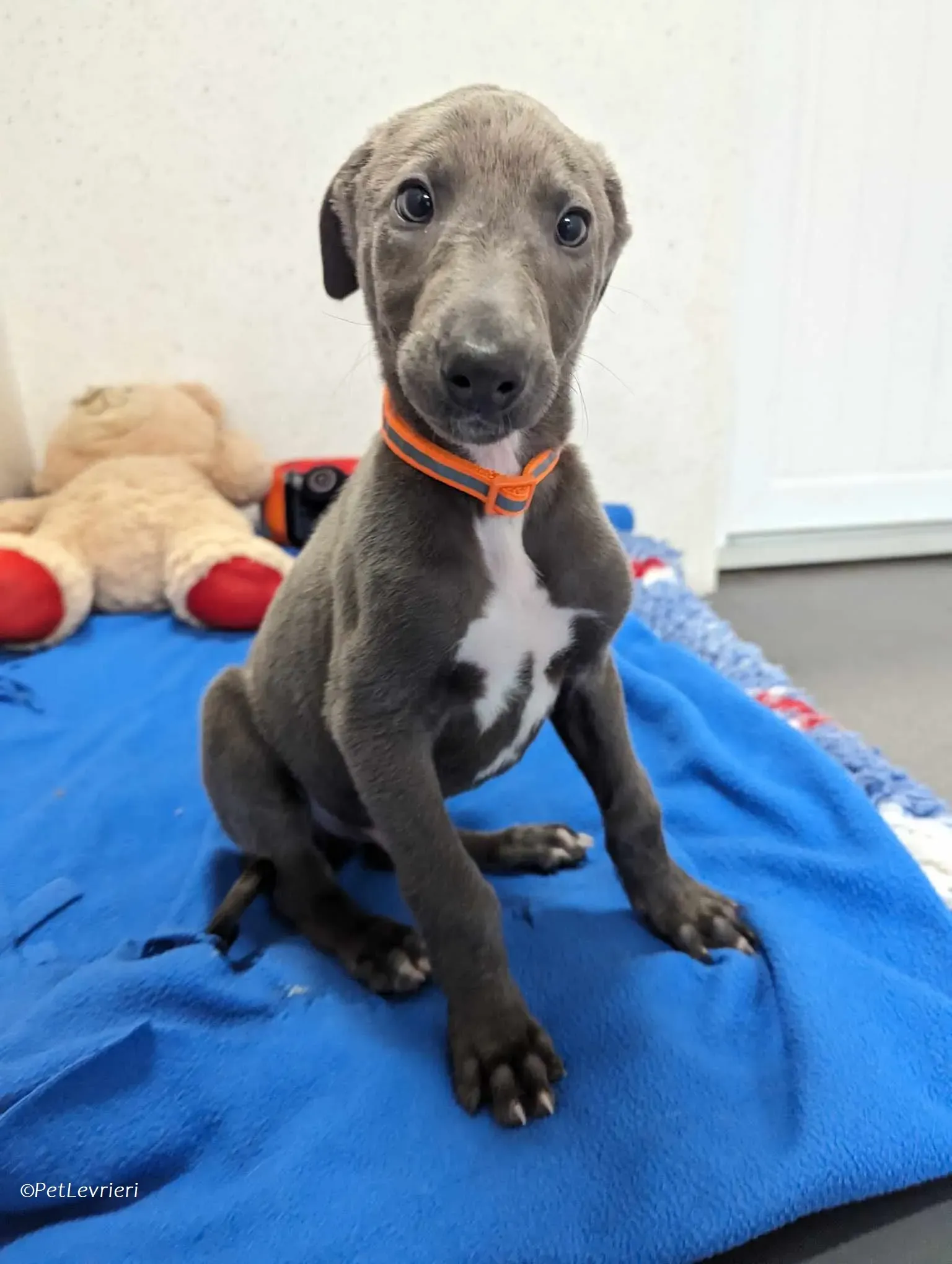 Isak adozione levrieri greyhound 13 1