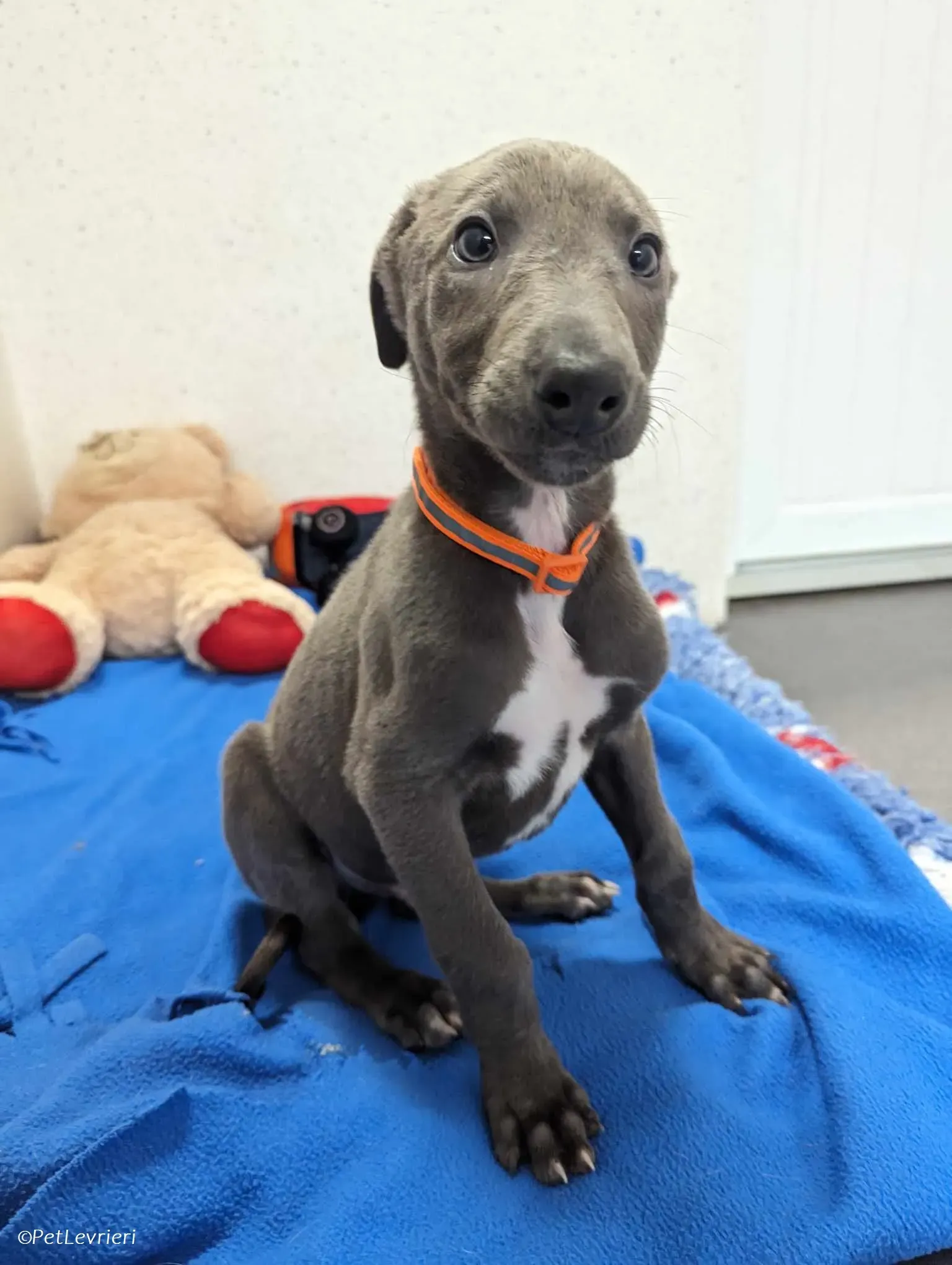 Isak adozione levrieri greyhound 14 1