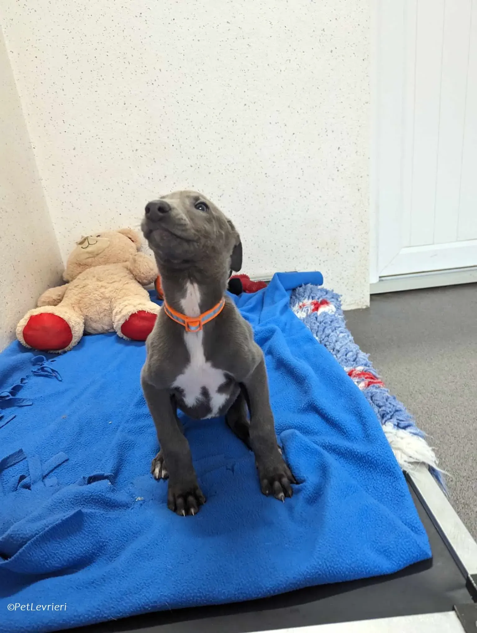 Isak adozione levrieri greyhound 15 1