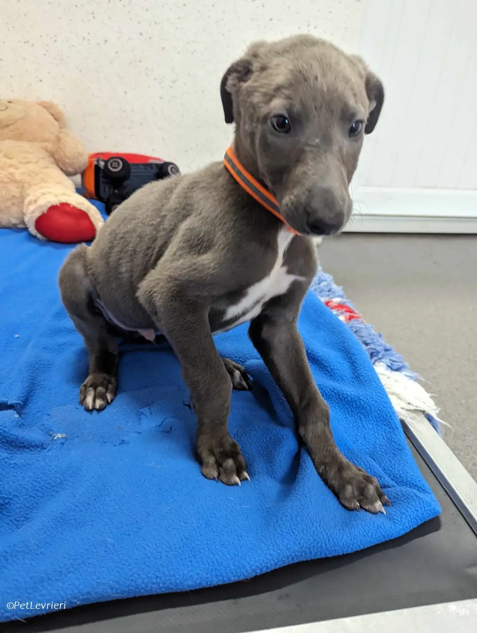 Isak adozione levrieri greyhound 16 1