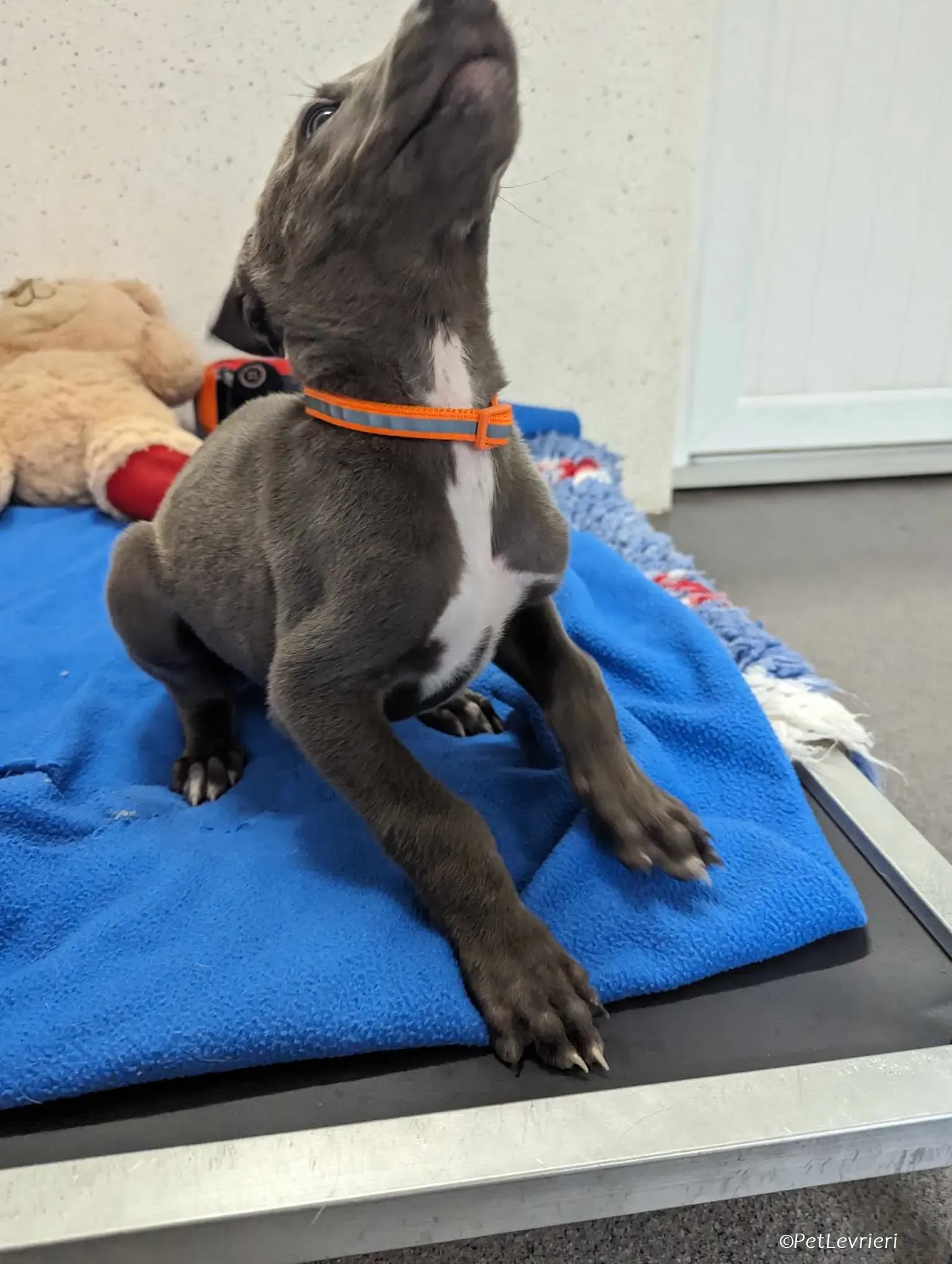 Isak adozione levrieri greyhound 17 1