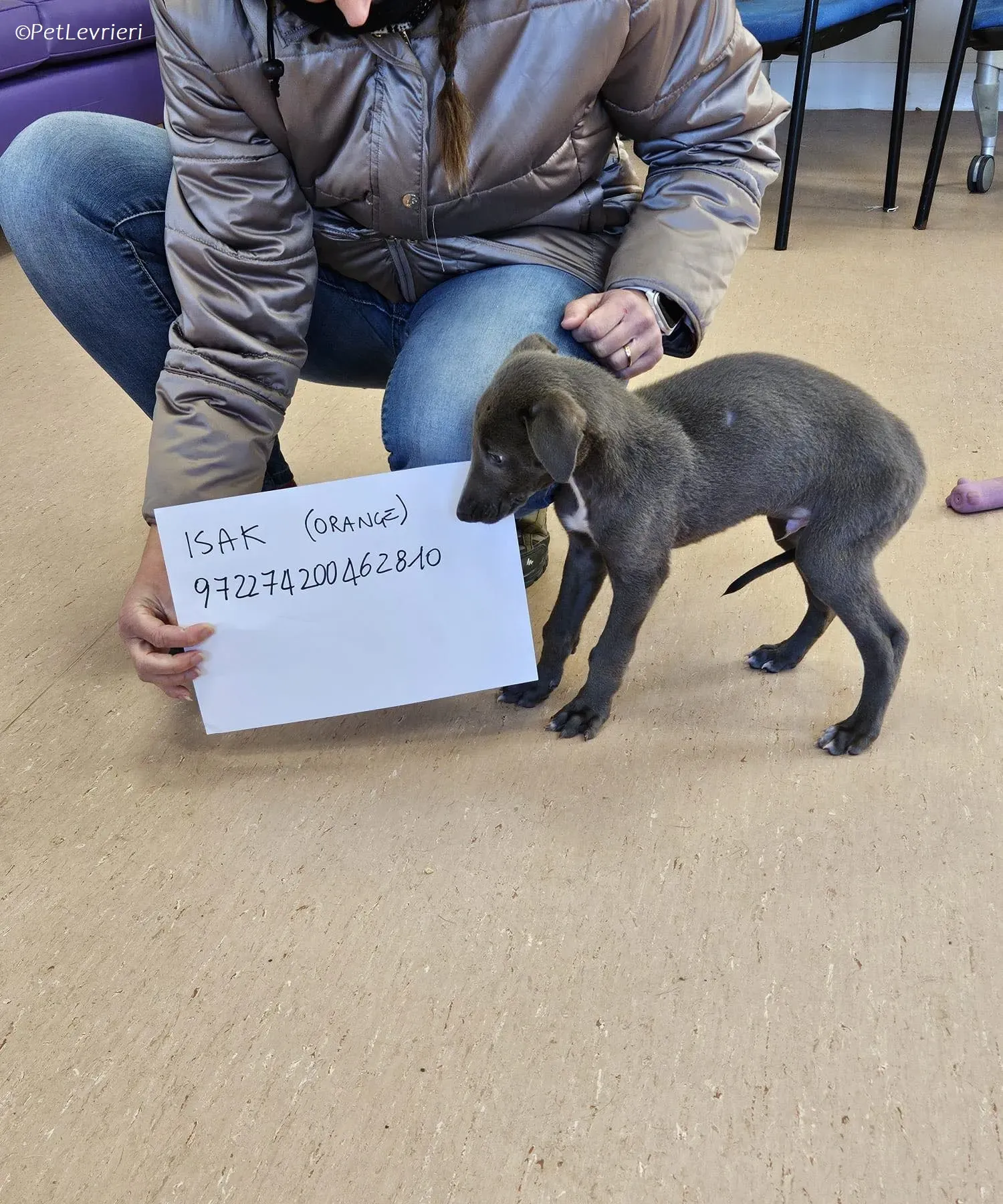 Isak adozione levrieri greyhound 18