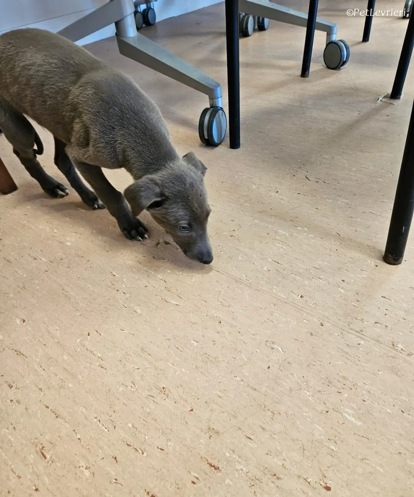 Isak adozione levrieri greyhound 19