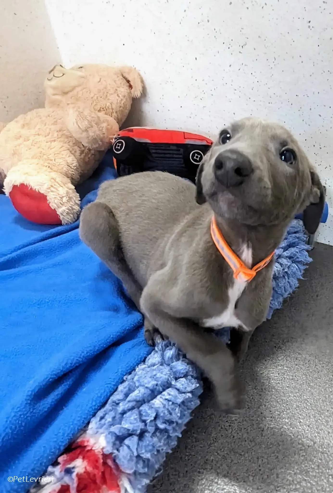 Isak adozione levrieri greyhound 2 1