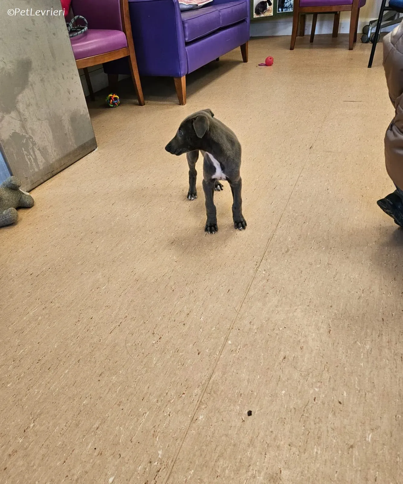 Isak adozione levrieri greyhound 20