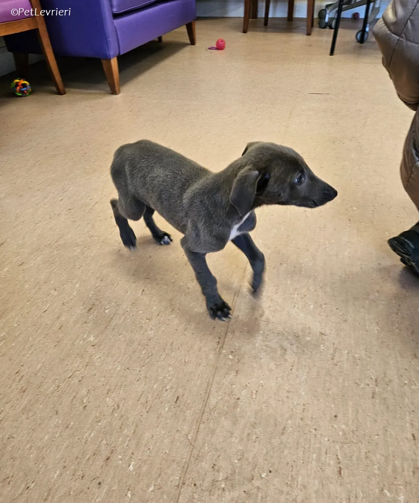 Isak adozione levrieri greyhound 21