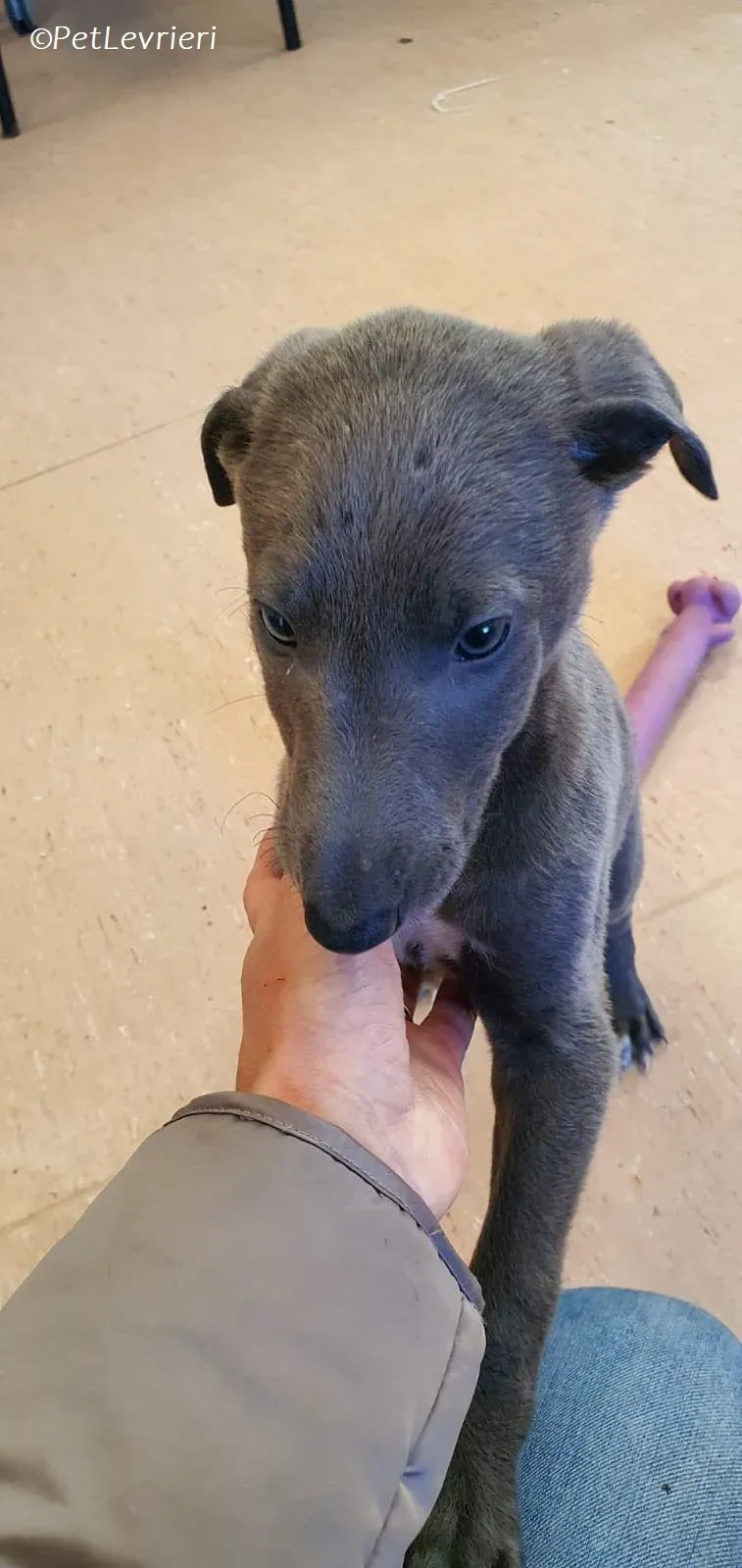 Isak adozione levrieri greyhound 22