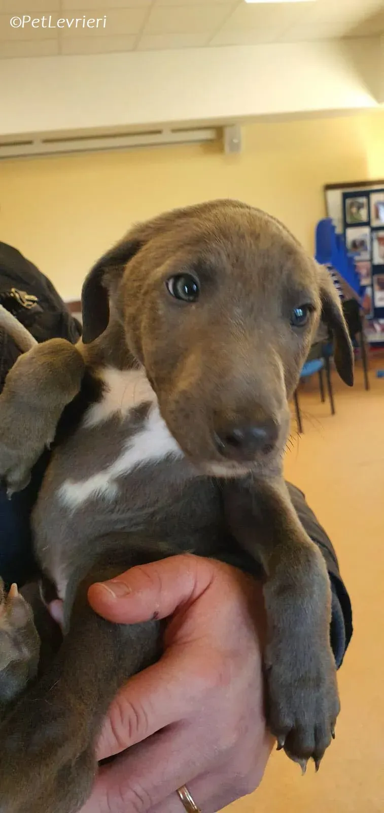 Isak adozione levrieri greyhound 23