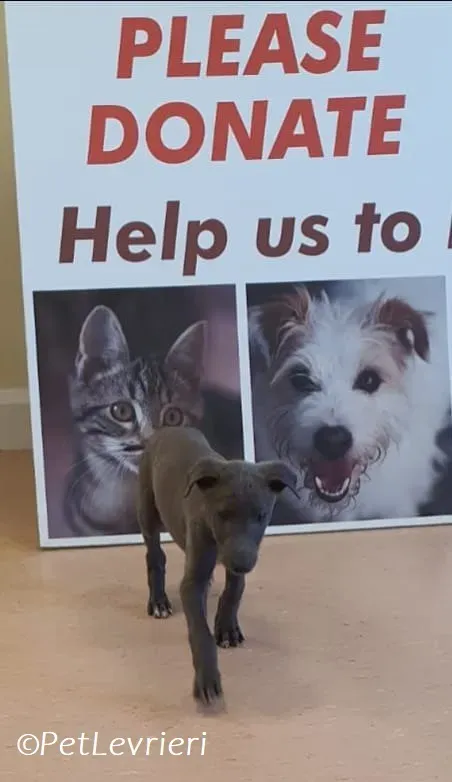 Isak adozione levrieri greyhound 24