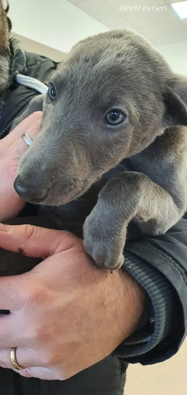 Isak adozione levrieri greyhound 25