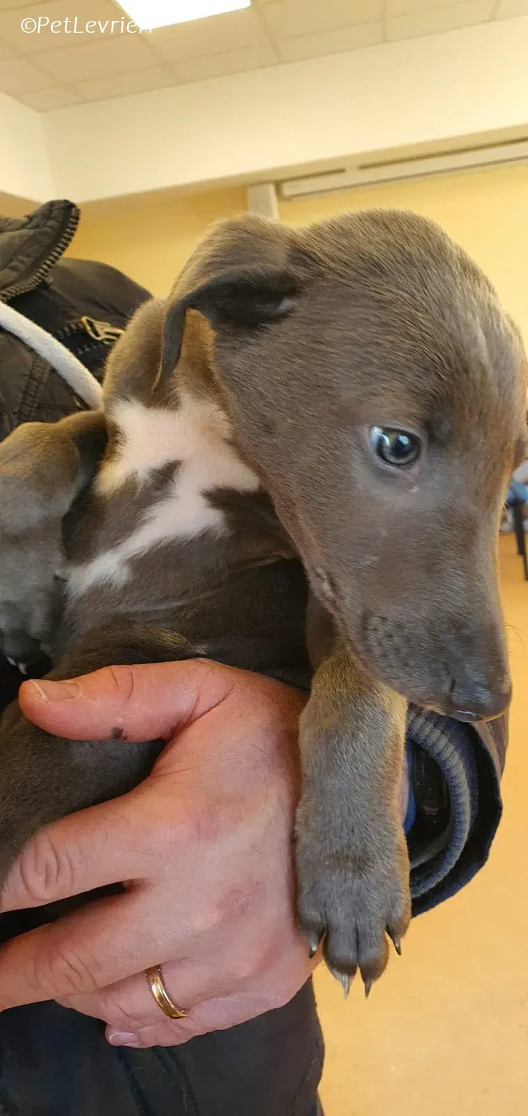 Isak adozione levrieri greyhound 26