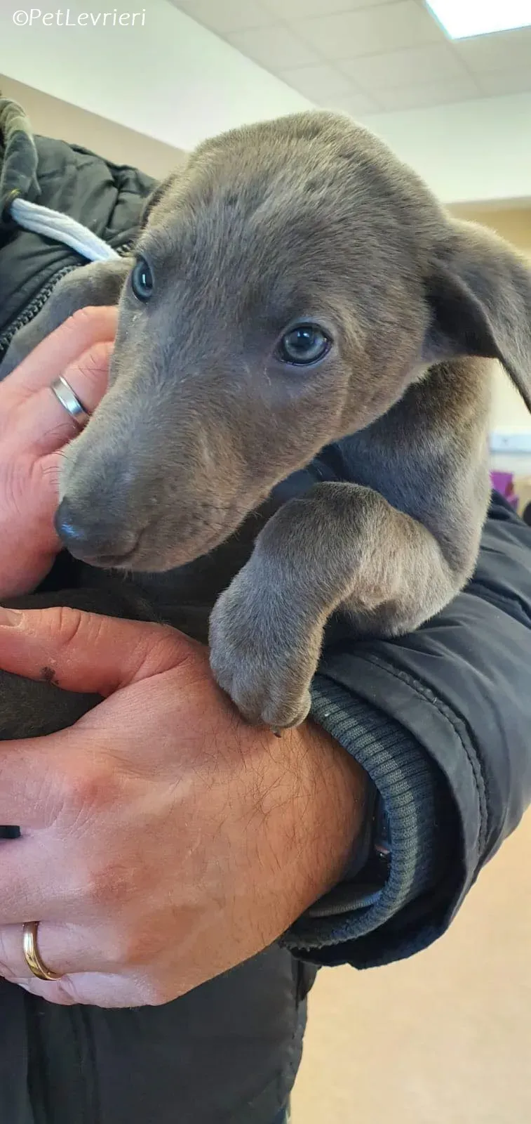 Isak adozione levrieri greyhound 27