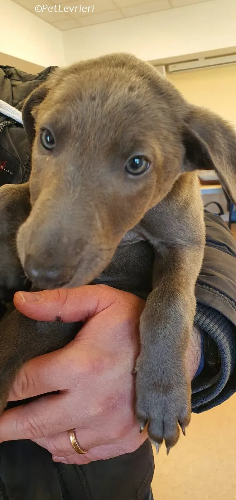 Isak adozione levrieri greyhound 28